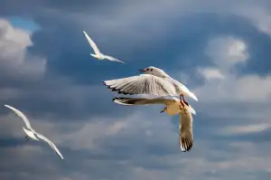 Varna Deska Plyn